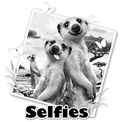 *Meerkat Selfie Solar*