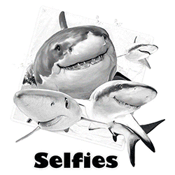 *Shark Selfie Solar*